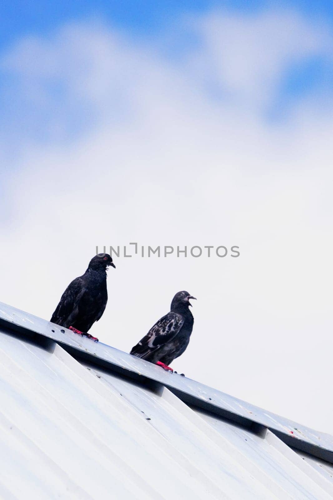 Low angle view of two pigeons perching on the roof of a house