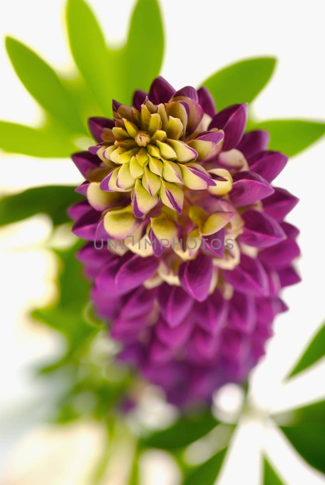 Close_up of a flower