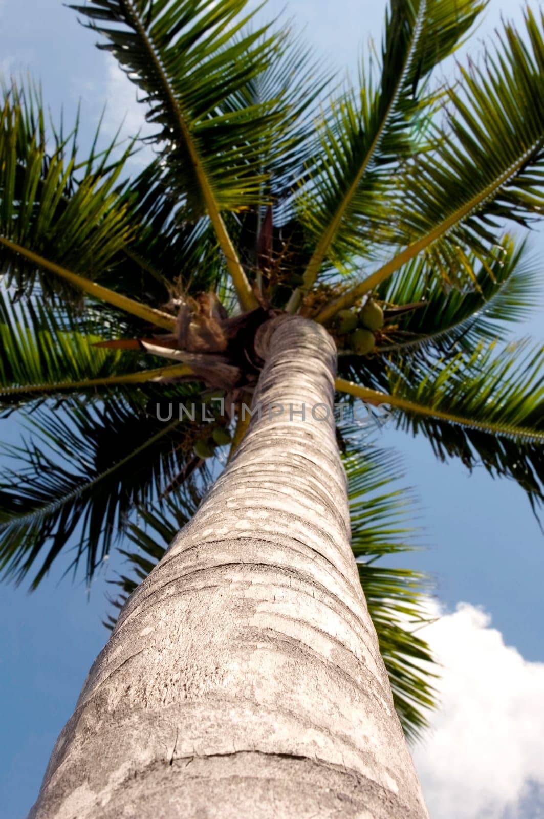 Low angle view of a palm tree, Tahiti, French Polynesia
