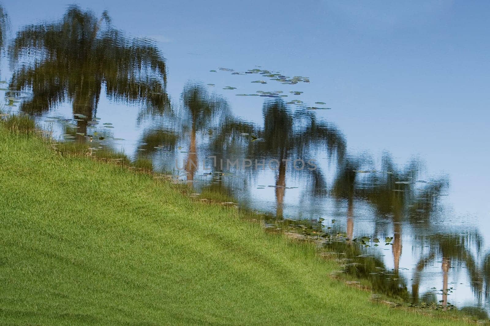 Reflection of palm trees in water, Miami, Florida, USA
