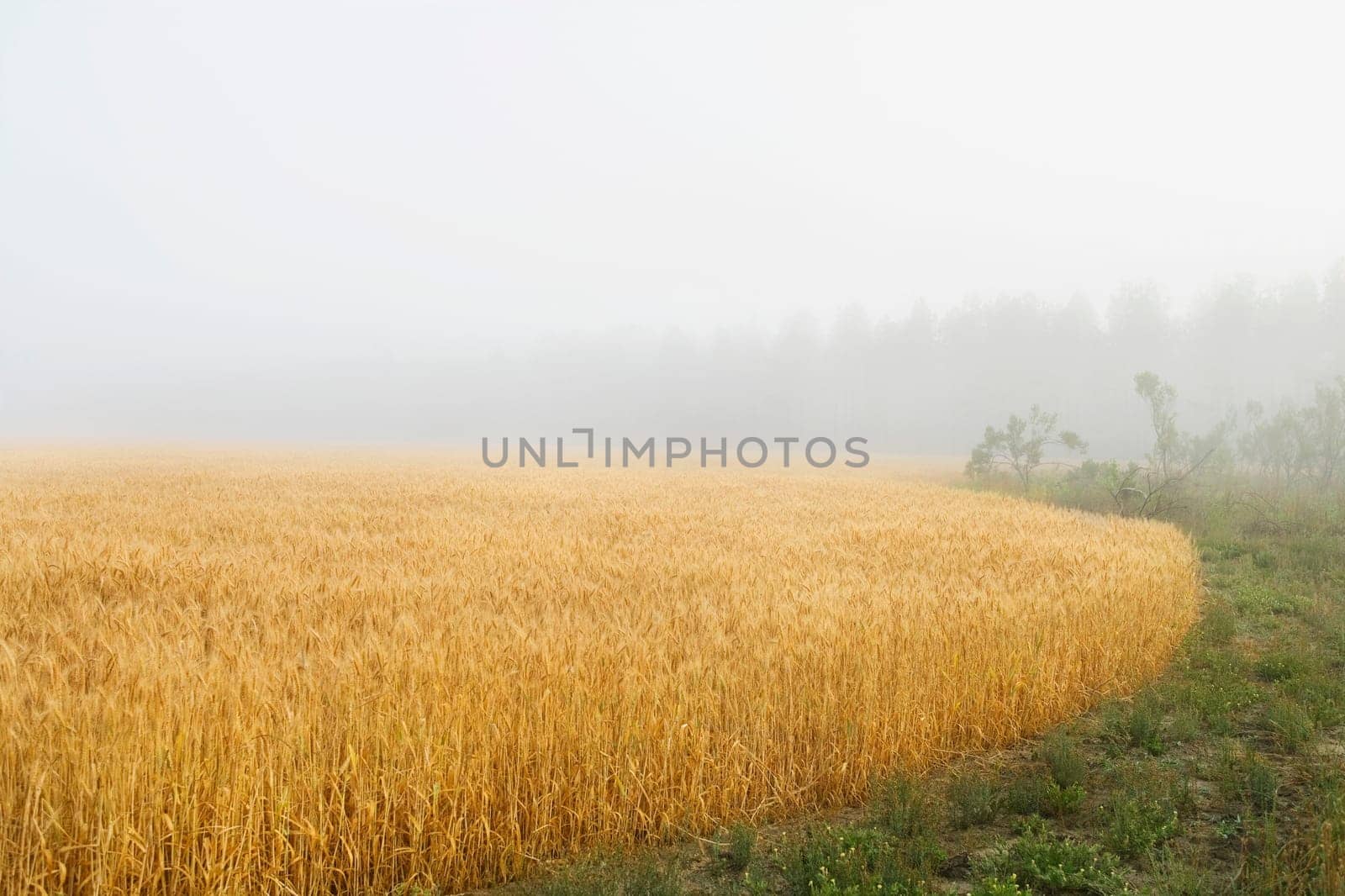 Wheat crop in the field