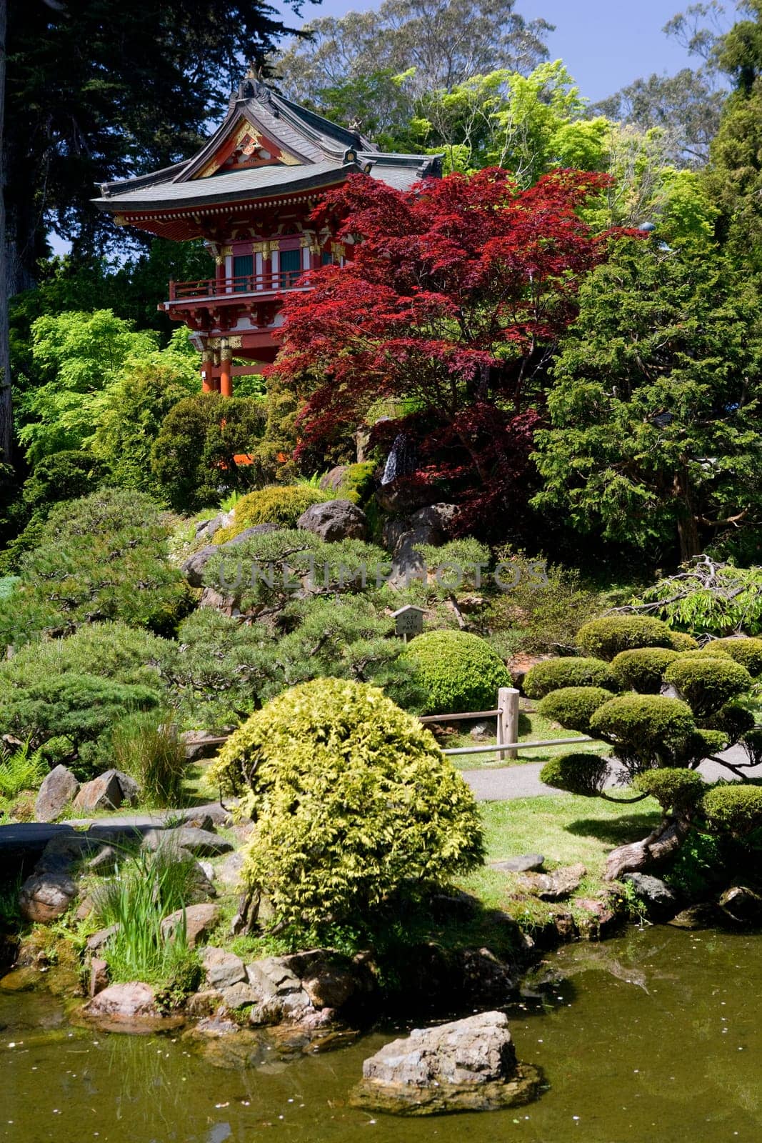 Trees in a park, Japanese Tea Garden, Golden Gate Park, San Francisco, California, USA