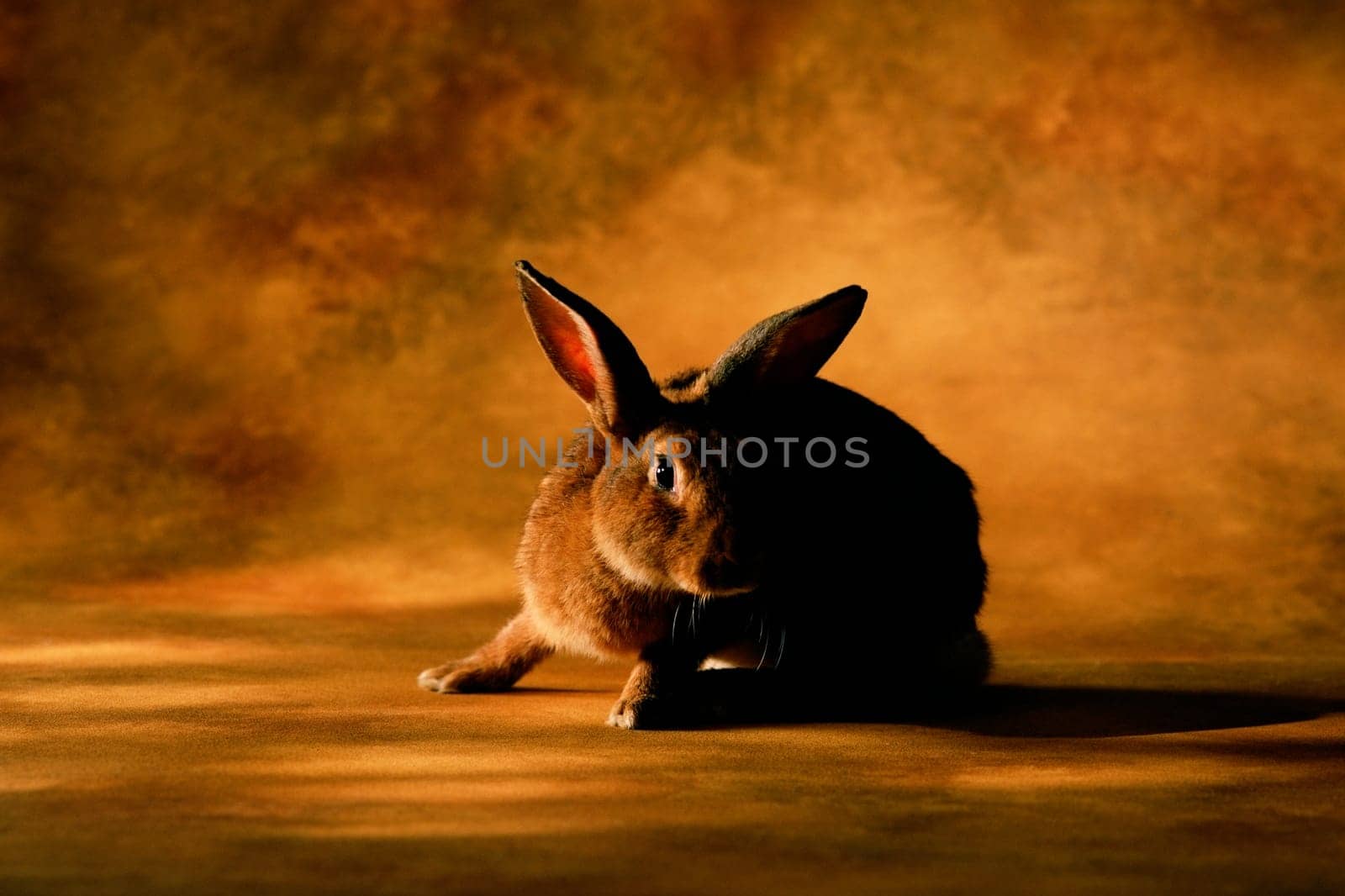 Close_up of a rabbit
