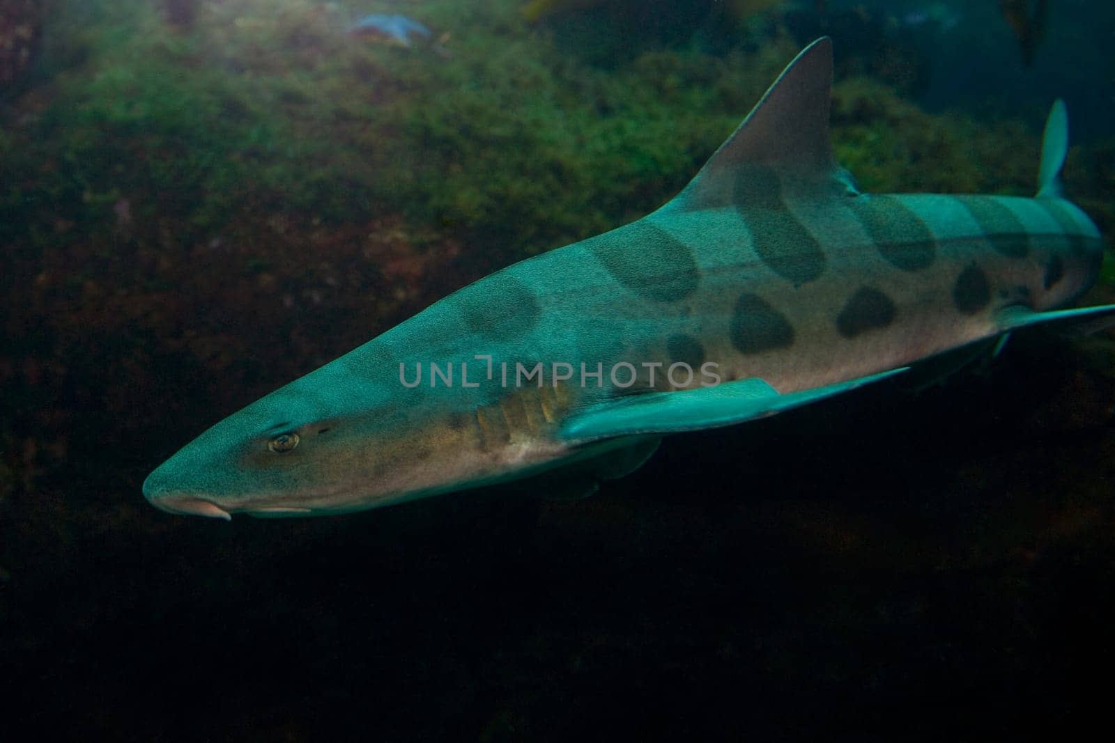 Close_up of a fish underwater