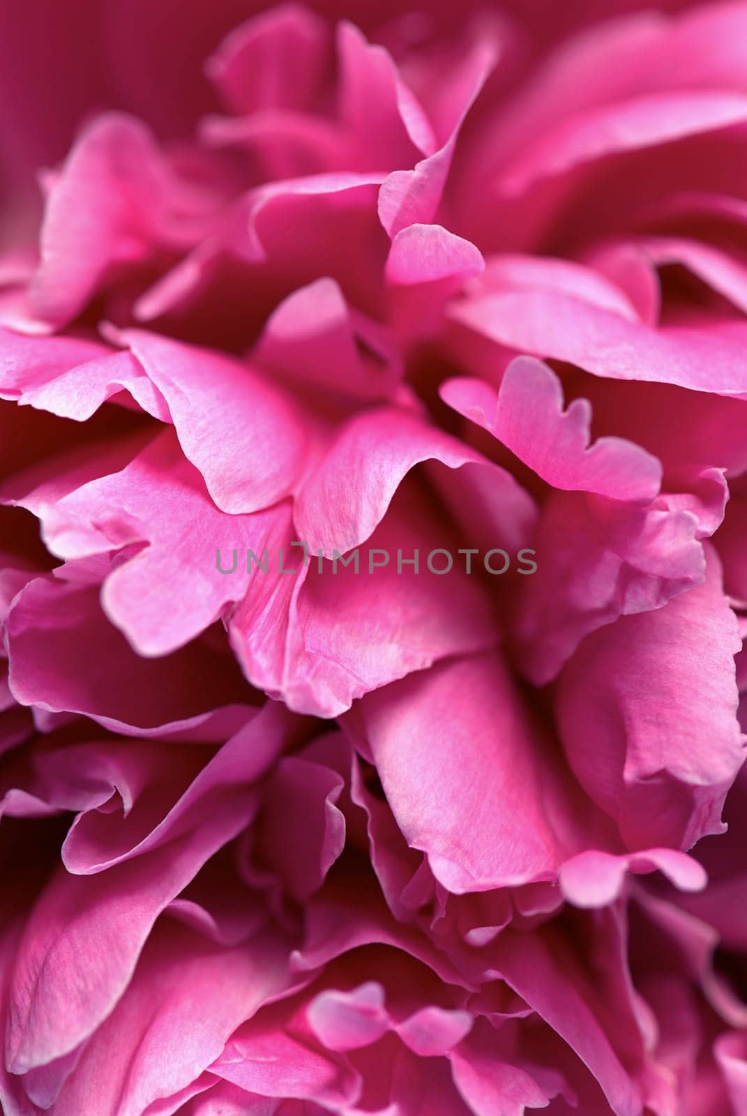 Close_up of flower petals