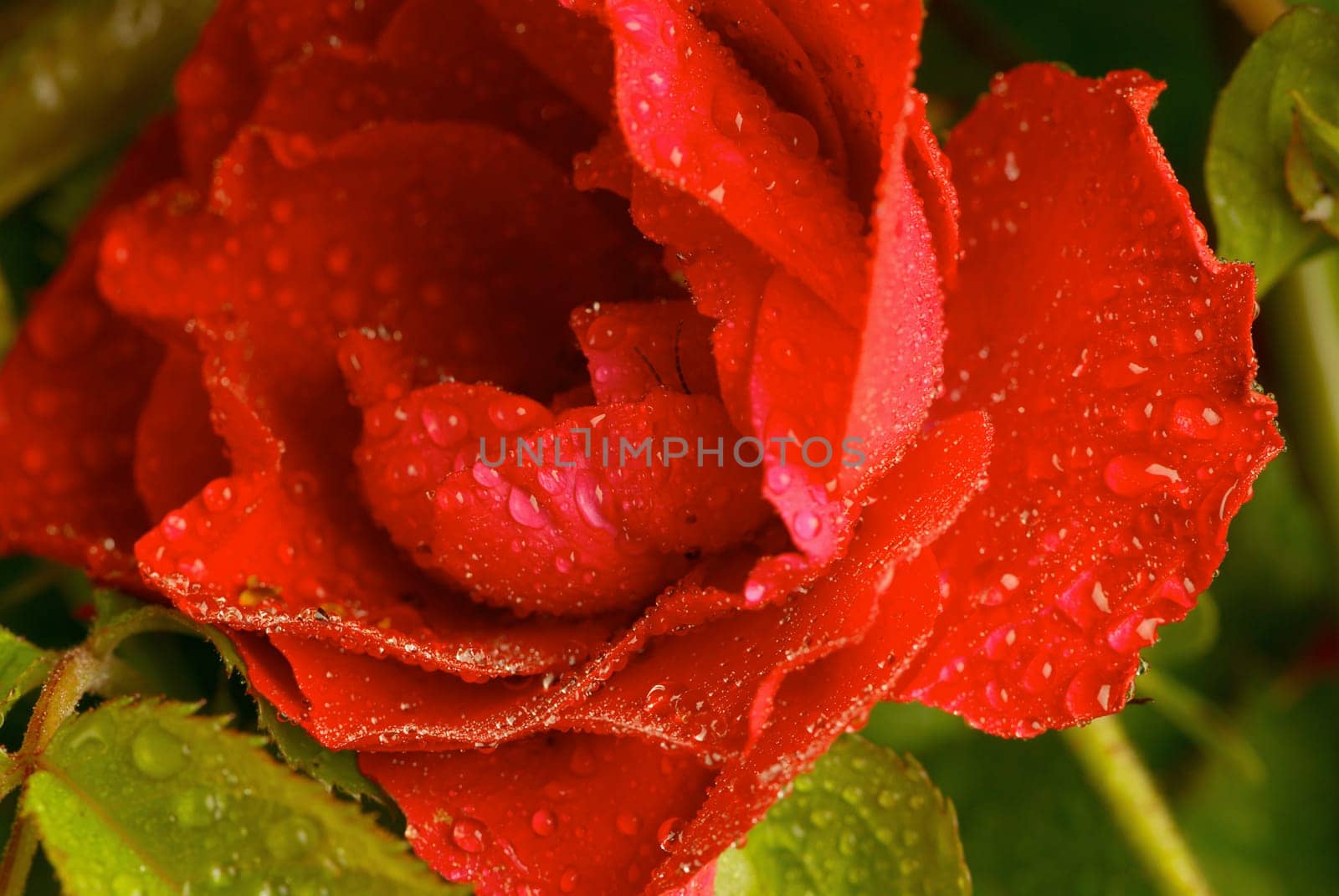 Close_up of water droplets on a rose