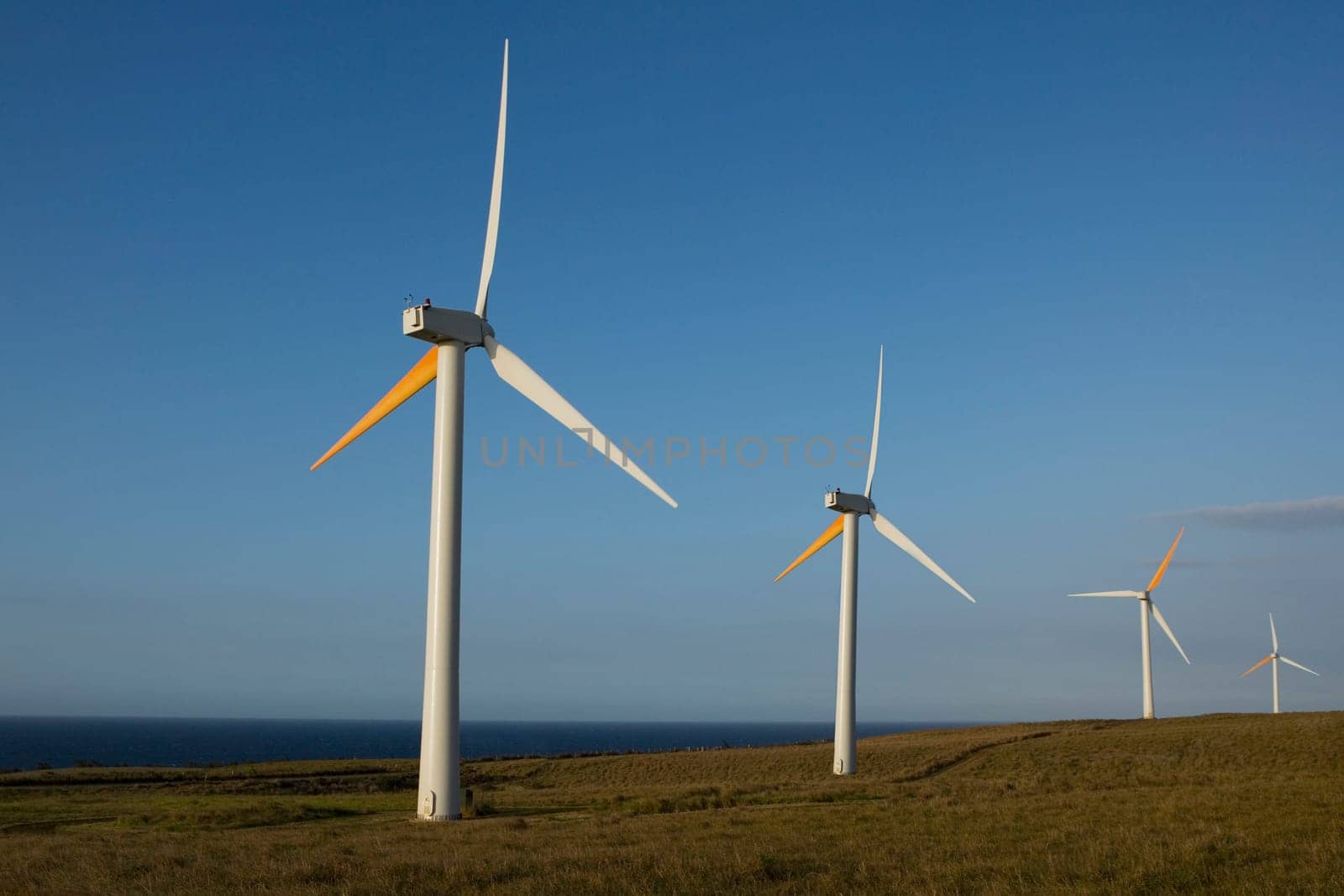 Wind turbines in a field, Pakini Nui Wind Project, South Point, Big Island, Hawaii, USA