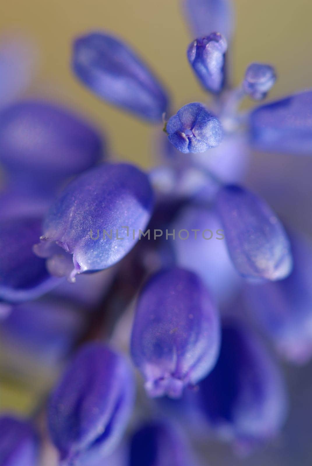 Close_up of flowers