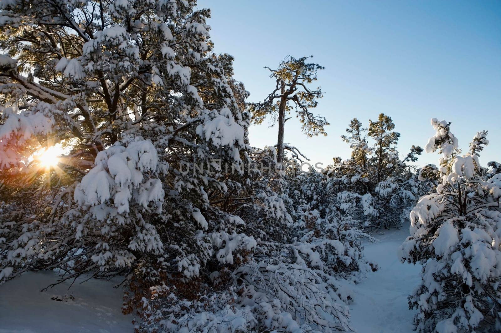Trees covered with snow in a forest