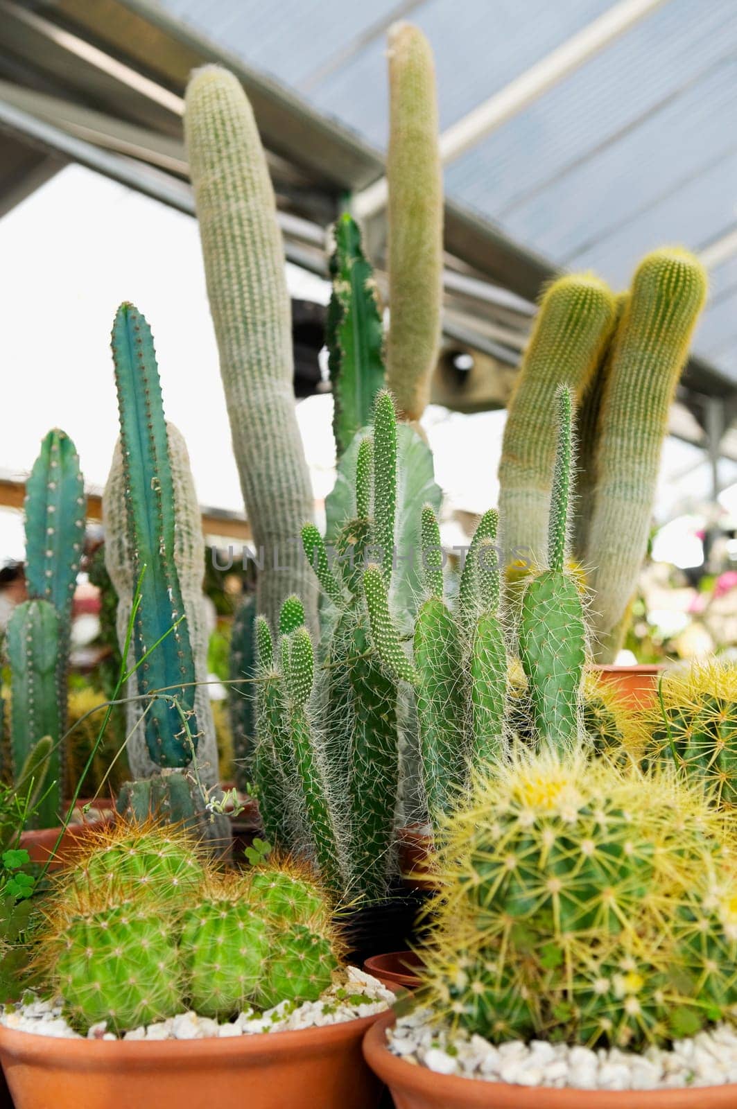 Potted cacti in a greenhouse