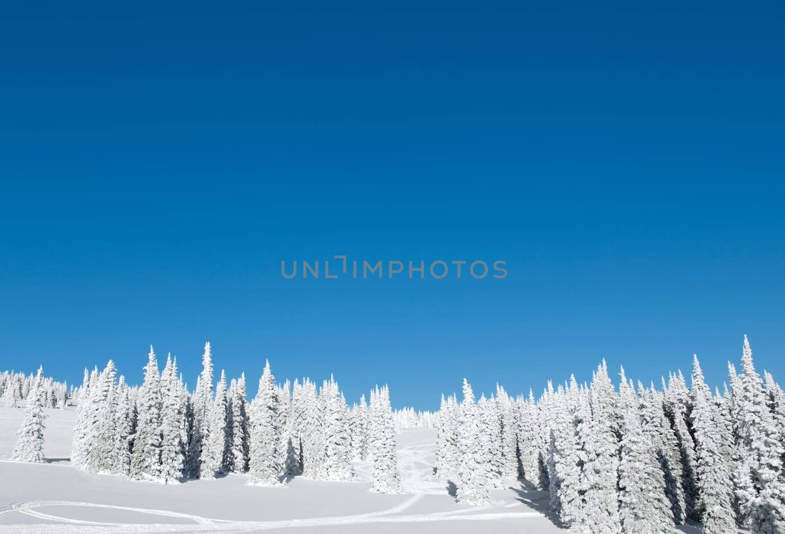 Trees in a snow covered landscape, West Yellowstone, Gallatin County, Montana, USA
