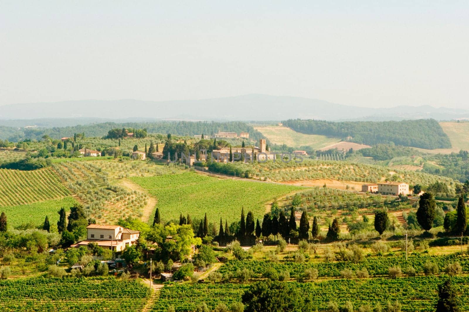 High angle view of houses in a vineyard, Siena Province, Tuscany, Italy