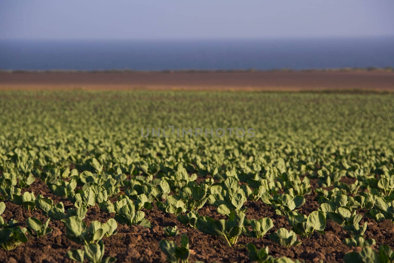 Crop in a field, California, USA