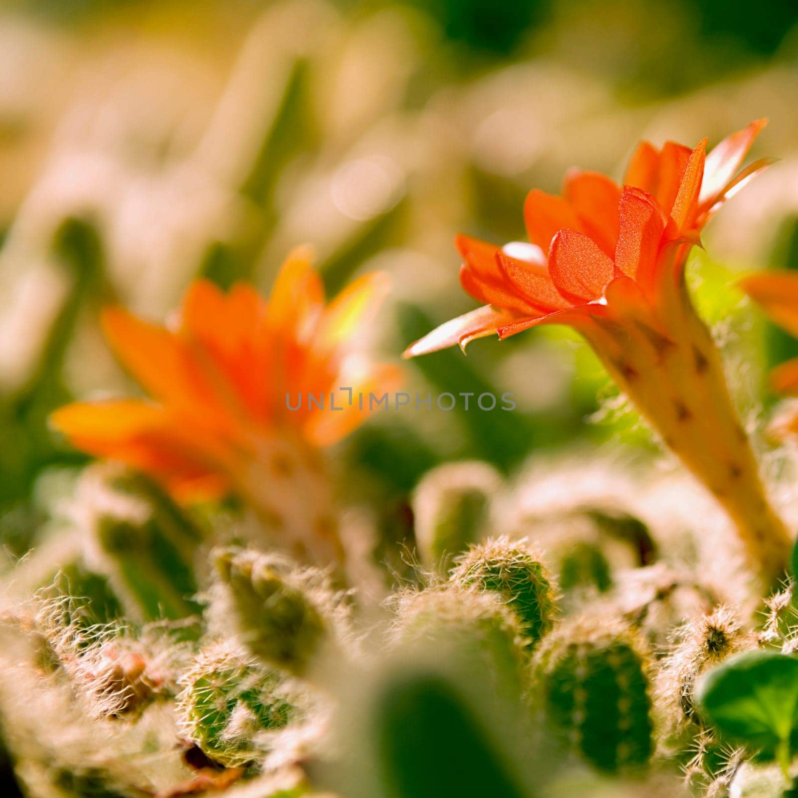 Flowering cacti in a greenhouse
