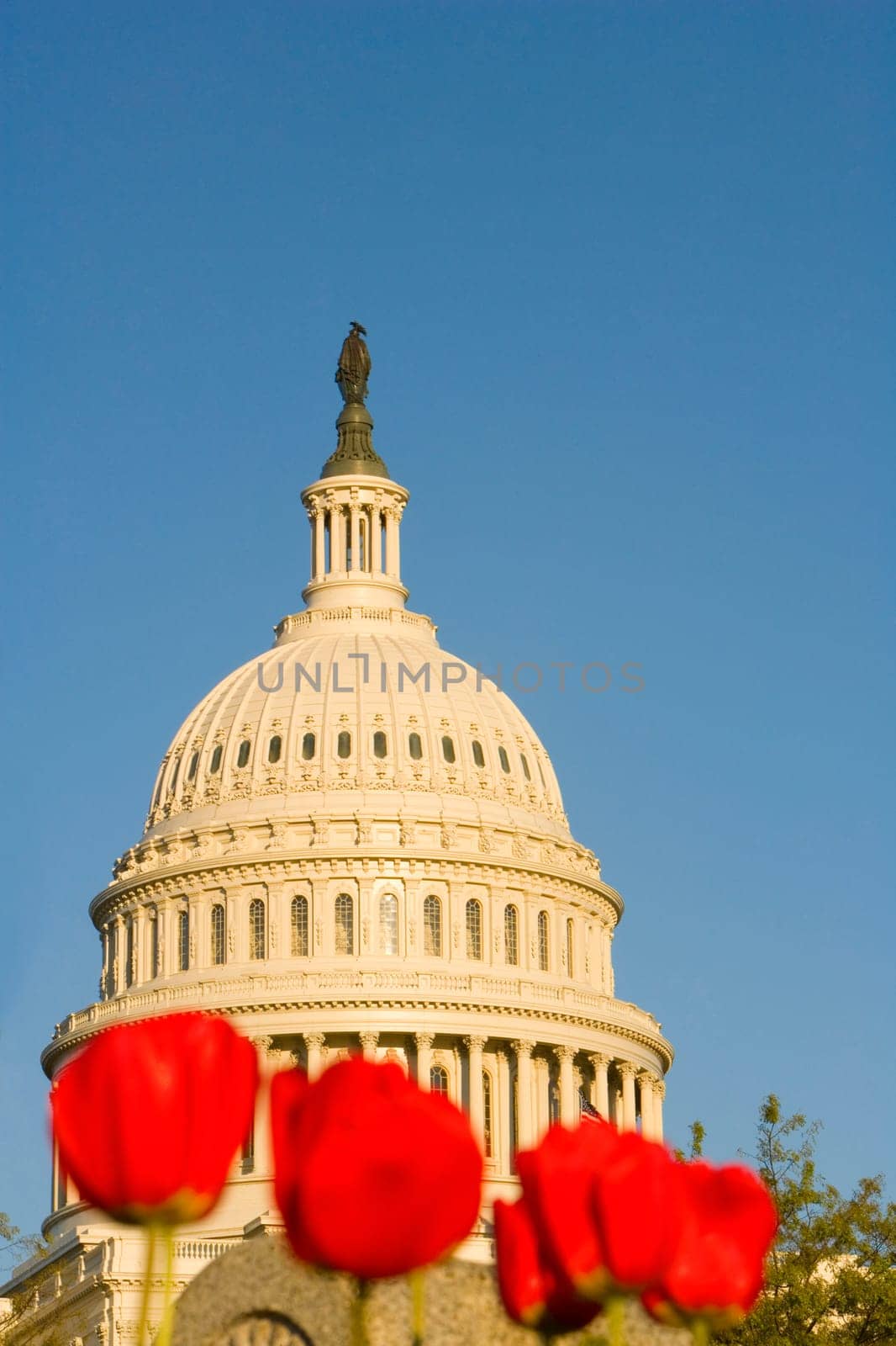 Low angle view of tulips in front of a government building, State Capitol Building, The Mall, Washington DC, USA