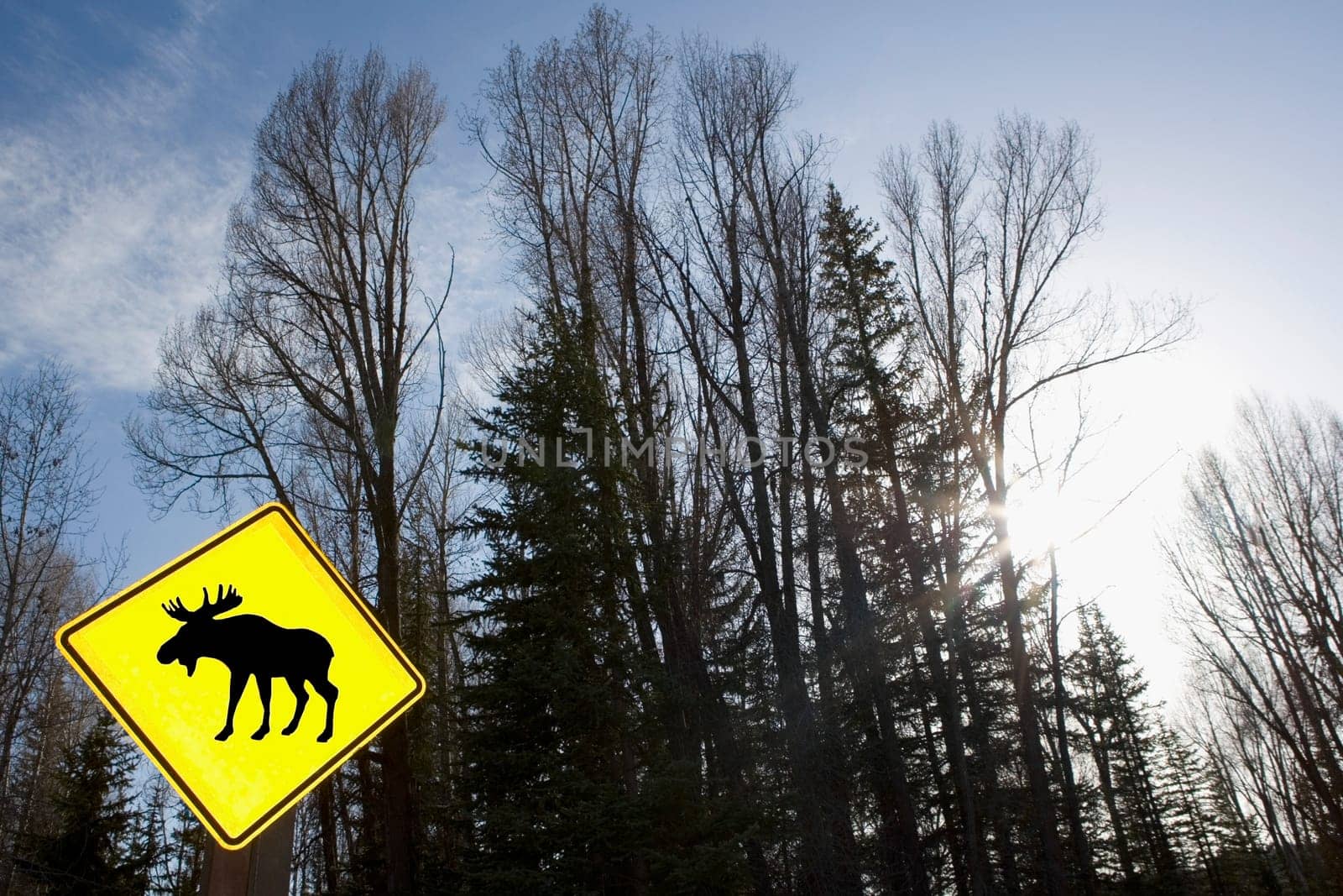 Low angle view of an Animal Crossing Sign in a forest, Grand Teton National Park, Wyoming, USA