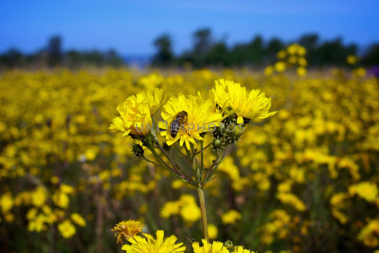 Close_up of Sunflowers Helianthus annuus