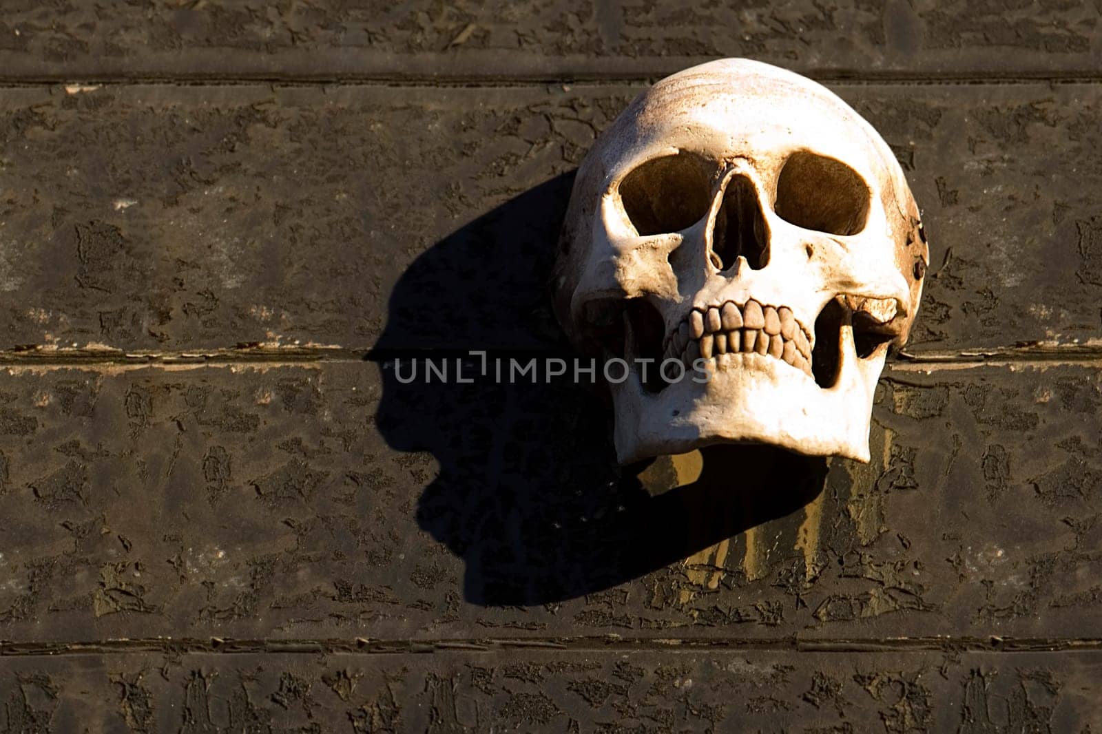 Close_up of a skull, New York City, New York State, USA