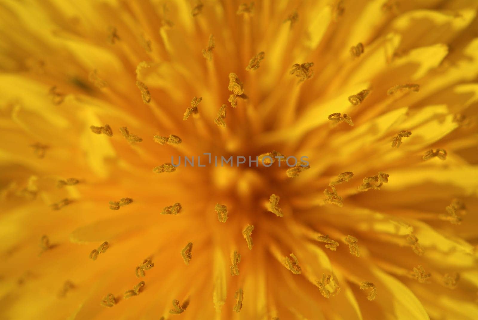 Close_up of a flower