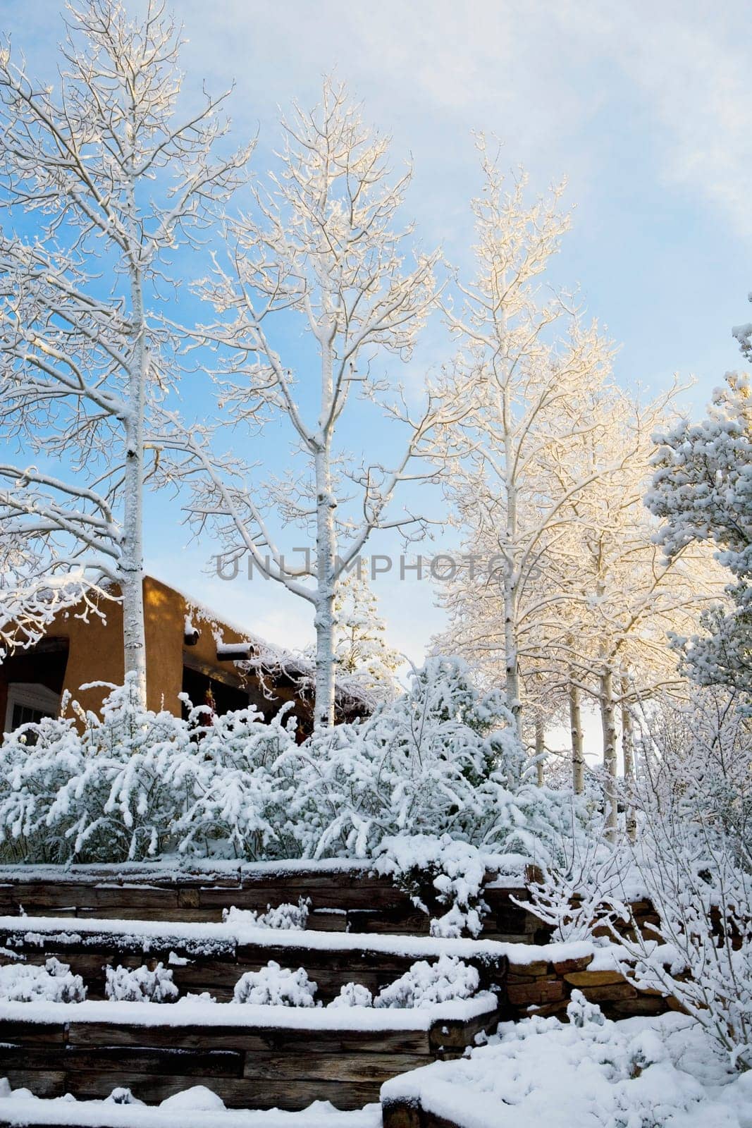 Snow covered trees in front of a building, Santa Fe, New Mexico, USA