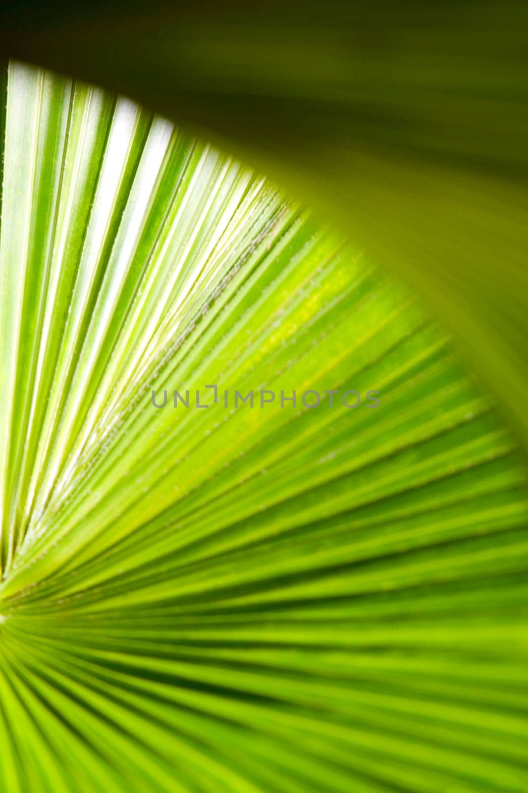 Pages of a book, Miami, Miami_Dade County, Florida, USA