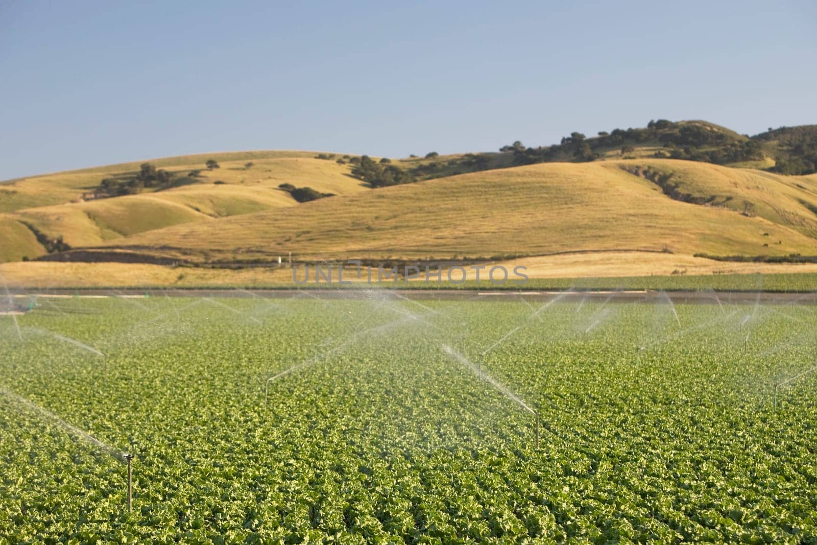 Agricultural sprinkler in a field, California, USA