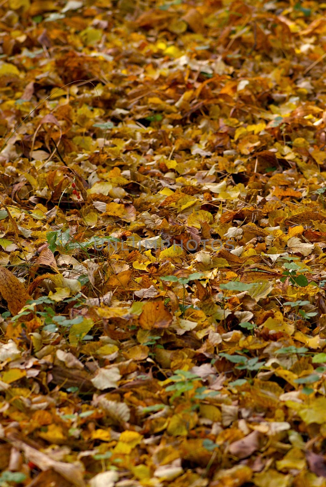 High angle view of fallen leaves