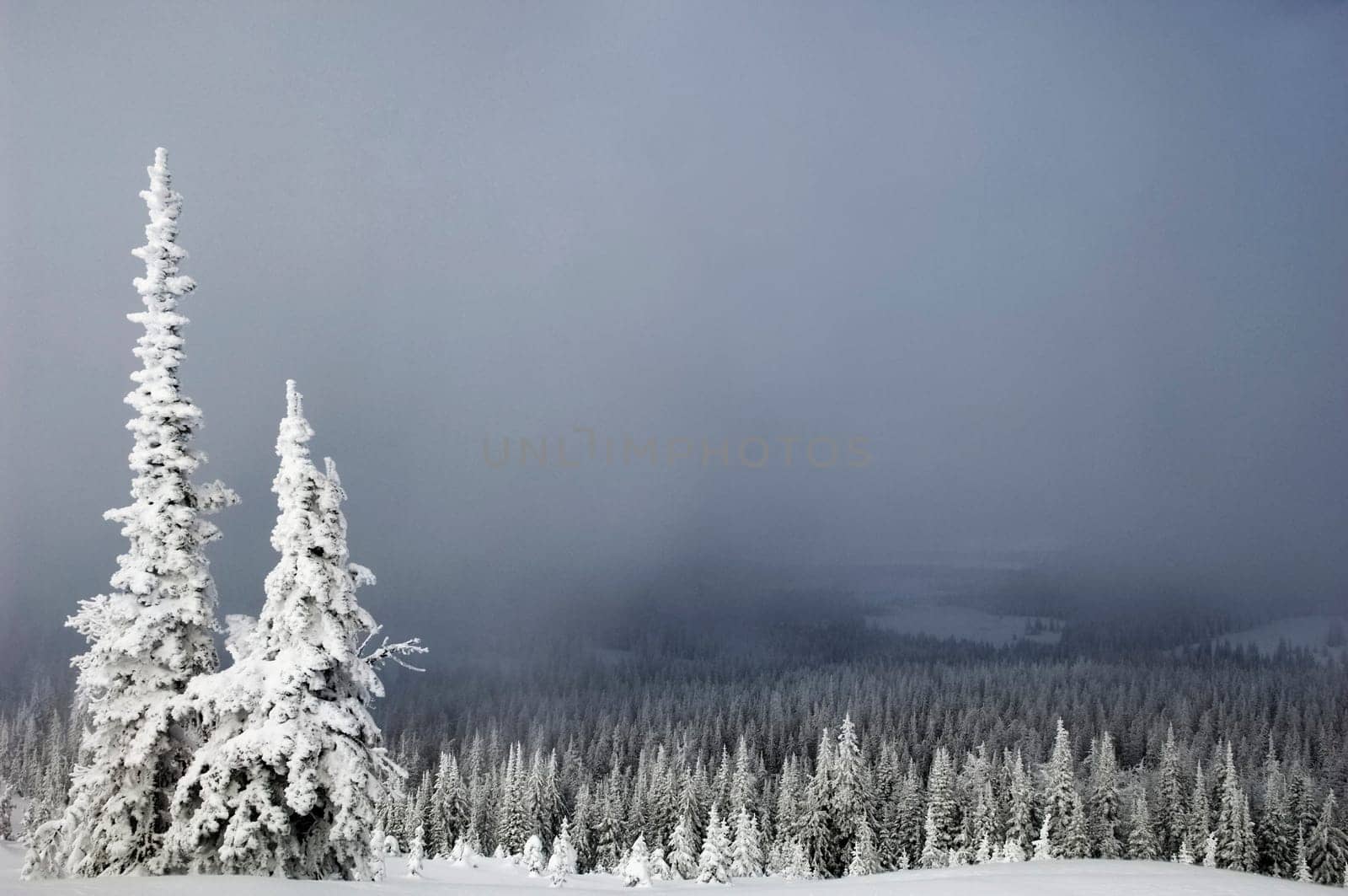 Trees in a snow covered forest, West Yellowstone, Gallatin County, Montana, USA