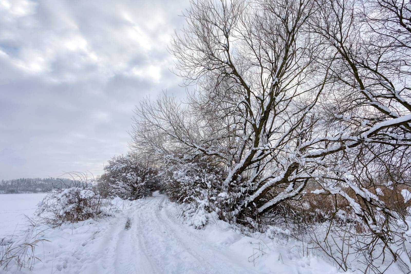 Iced tree and shrubs in a winter wonderland landscape. Tree is covered by frost and snow. Rural path in Winter scenery in Czech Republic, Vysocina Highland region, Europe