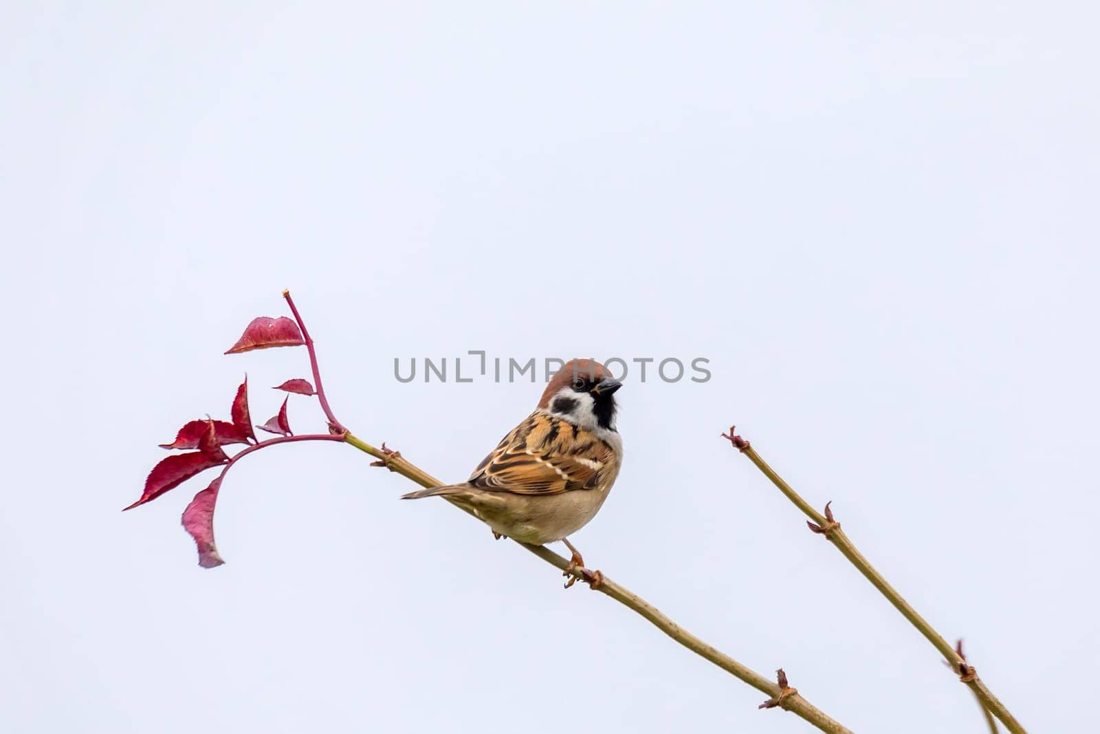 Eurasian tree sparrow male (Passer montanus), passerine bird in the sparrow family perched on flowering tree with beautiful blurred yellow background. Czech Republic Europe wildlife