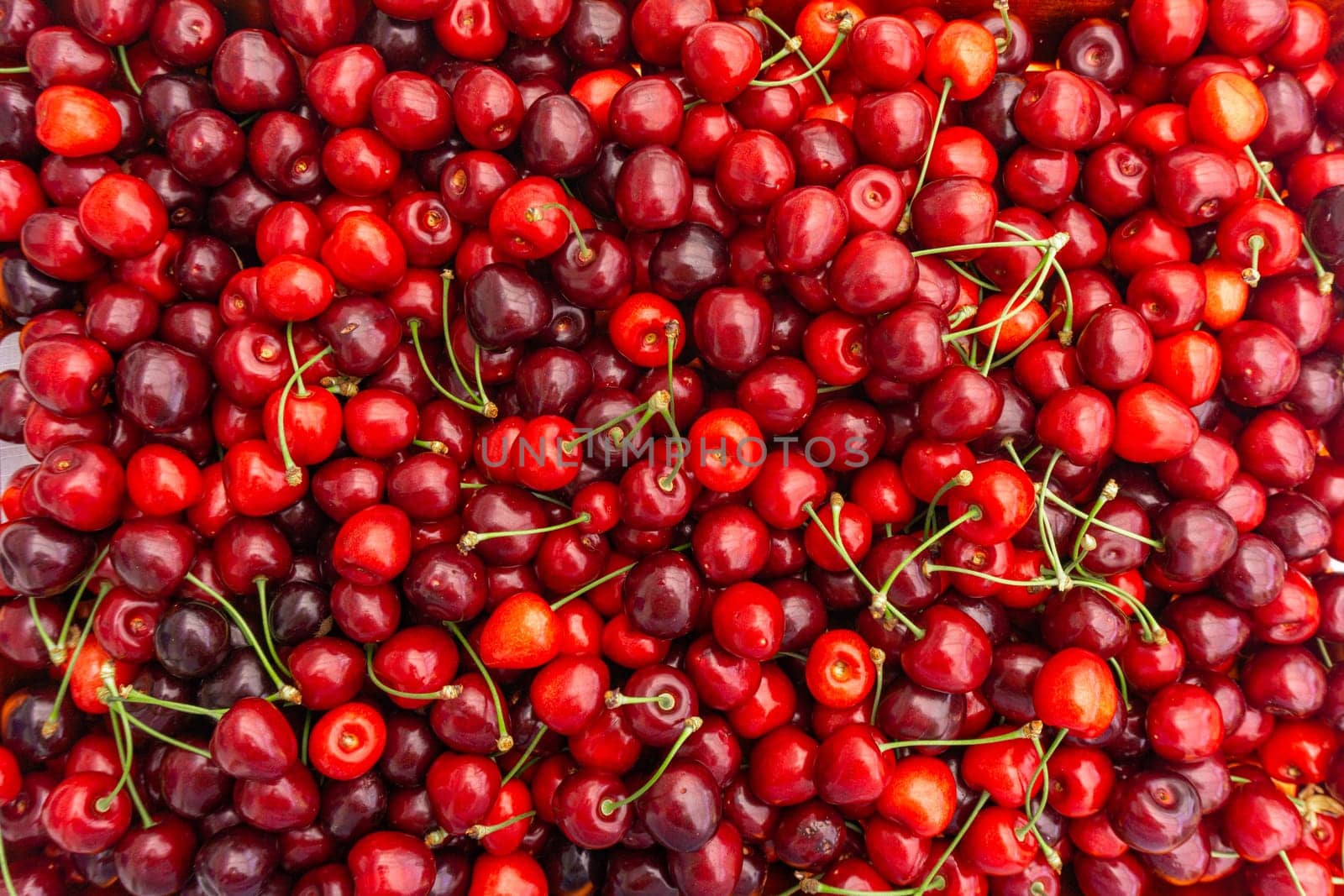 Pile of ripe cherries with stalks and leaves. Large collection of fresh red cherries. Ripe cherries background.
