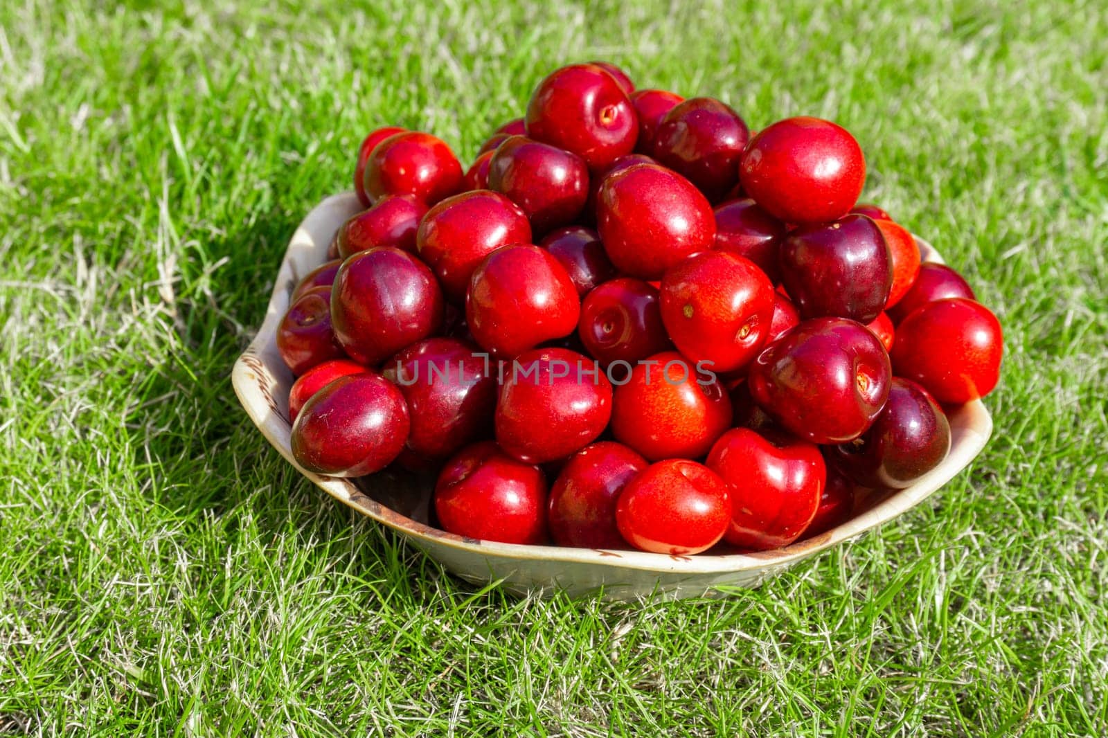 White bowl filled with ripe red cherries freshly picked from the cherry tree. Green grass background.