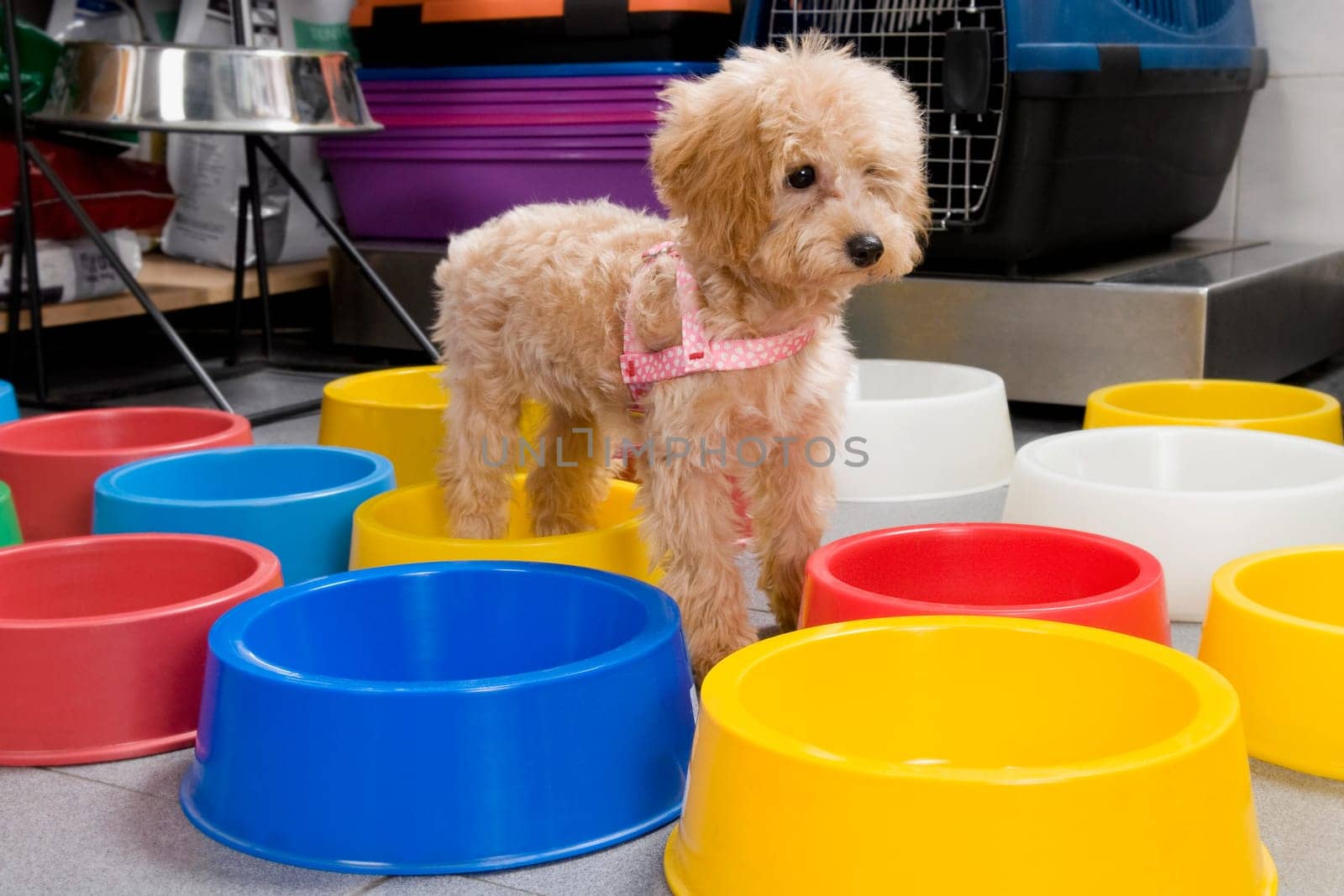 Puppy standing near dog bowls in a supermarket