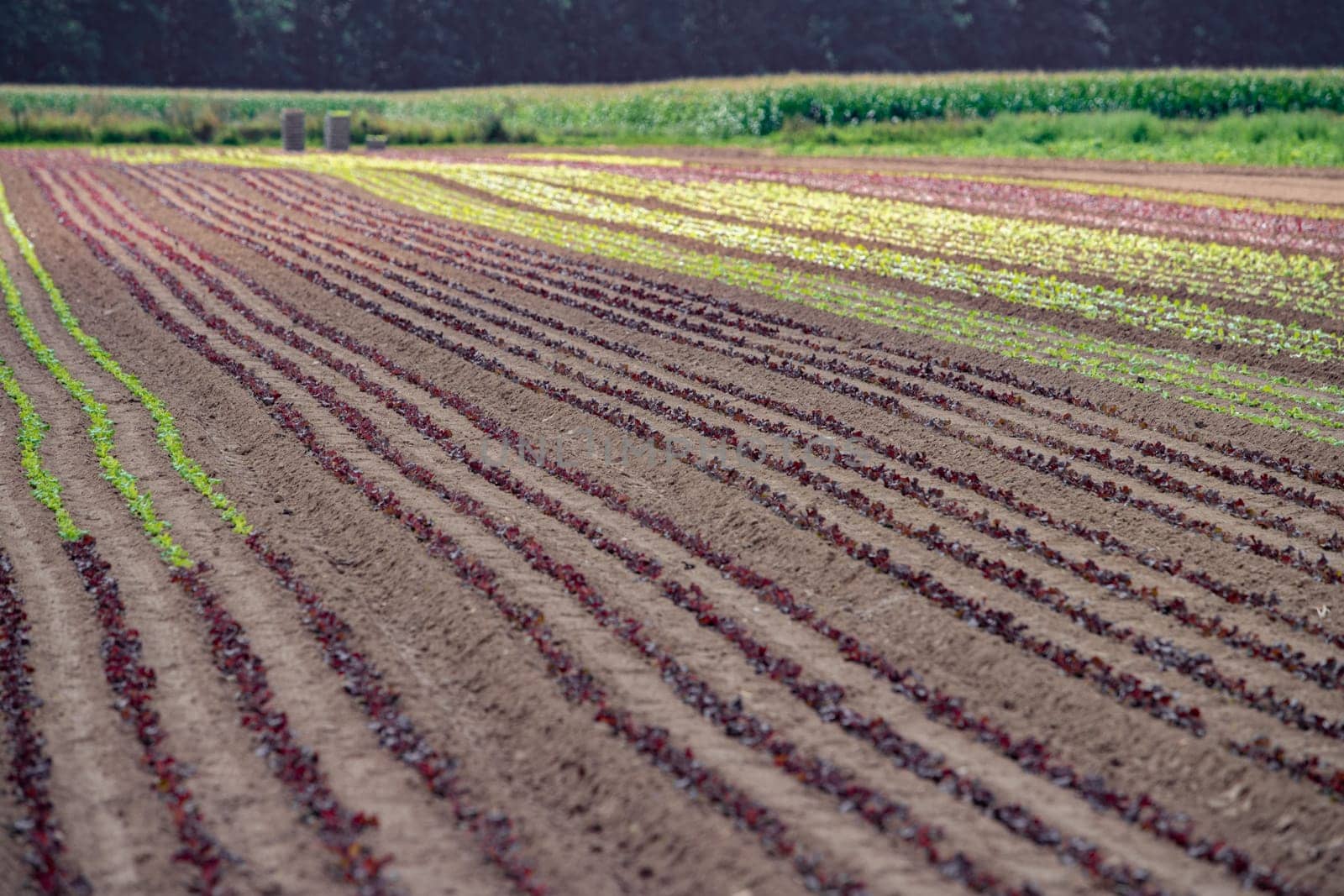 Rows of lollo rosso and lollo bianco. Newly planted lollo rosso and lollo bianco