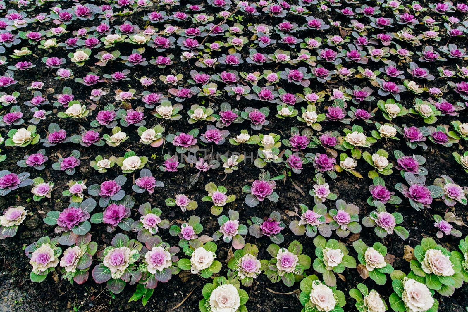 Decorative cabbage Pule field in the garden