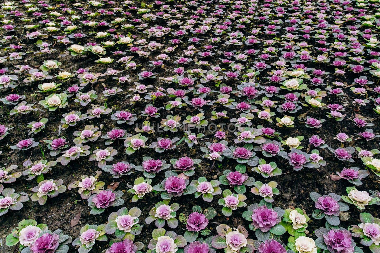 Decorative cabbage Pule field in the garden