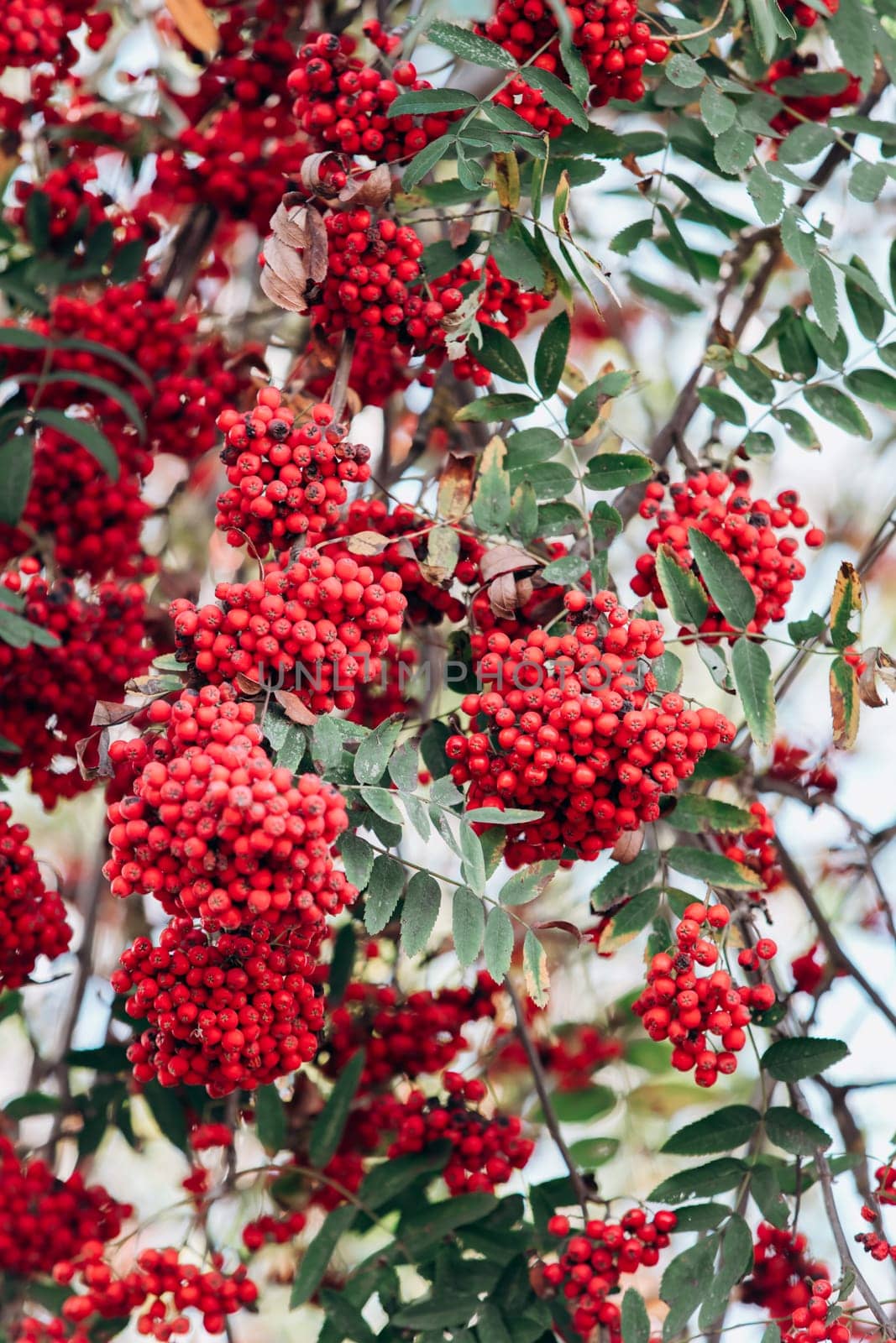 Rowan on the branches close-up view. Rowan on the branches in the garden. Close-up view.