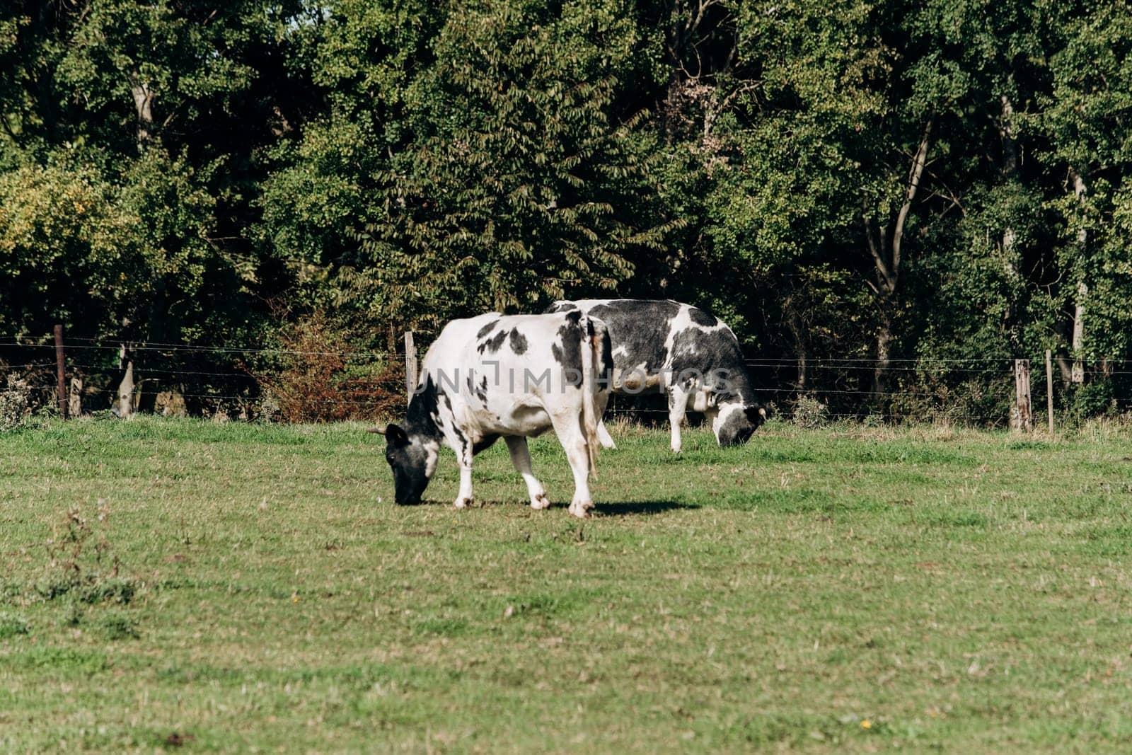 Cows grazing near forest. Cows graze near the forest on the green grass. Cows eat dried grass.