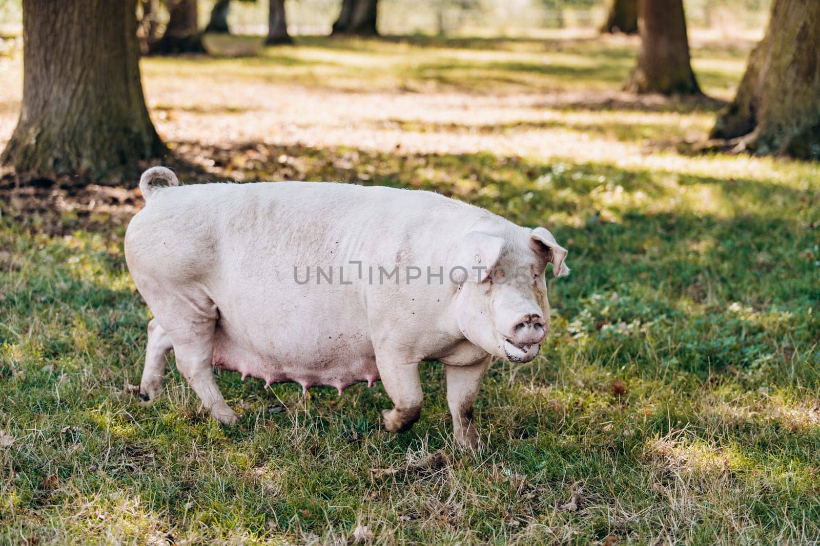Sow posing for camera on green grass meadow rural animal farm