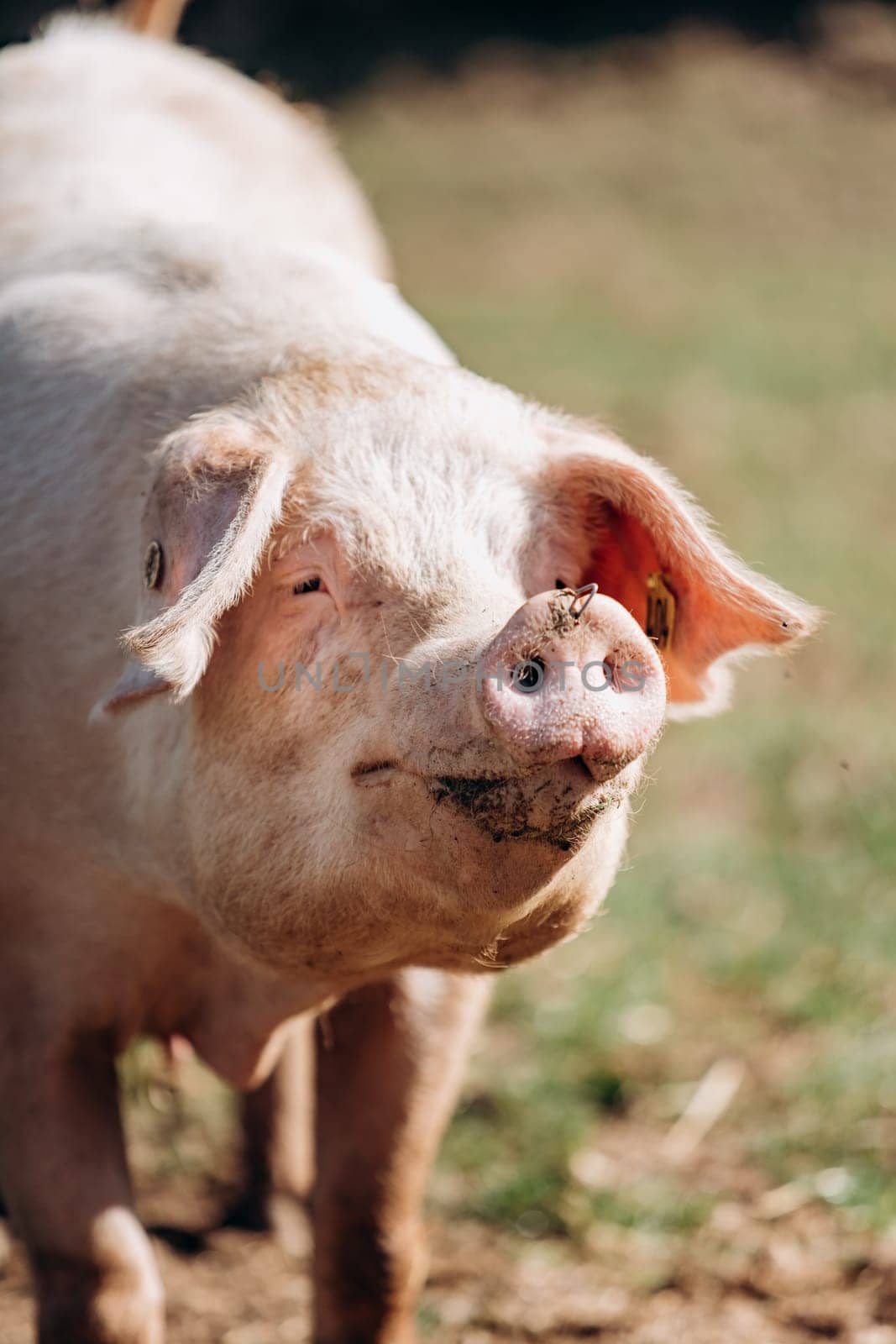 Pigs graze on the farm. Pigs and farm.