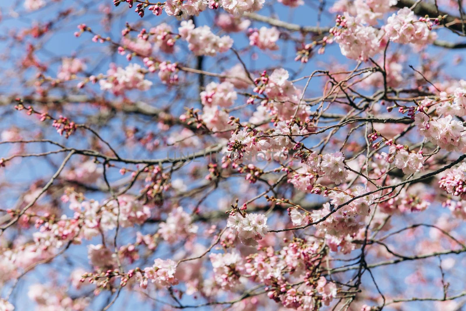 Flowering branches of cherry blossoms against a beautiful blue sky.