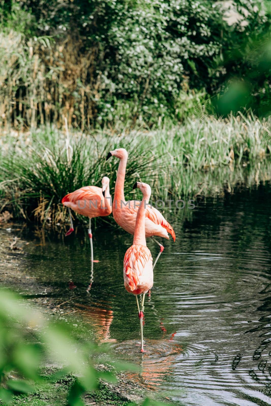 Flamingos walk in a small lake. Around lake high the grasses.