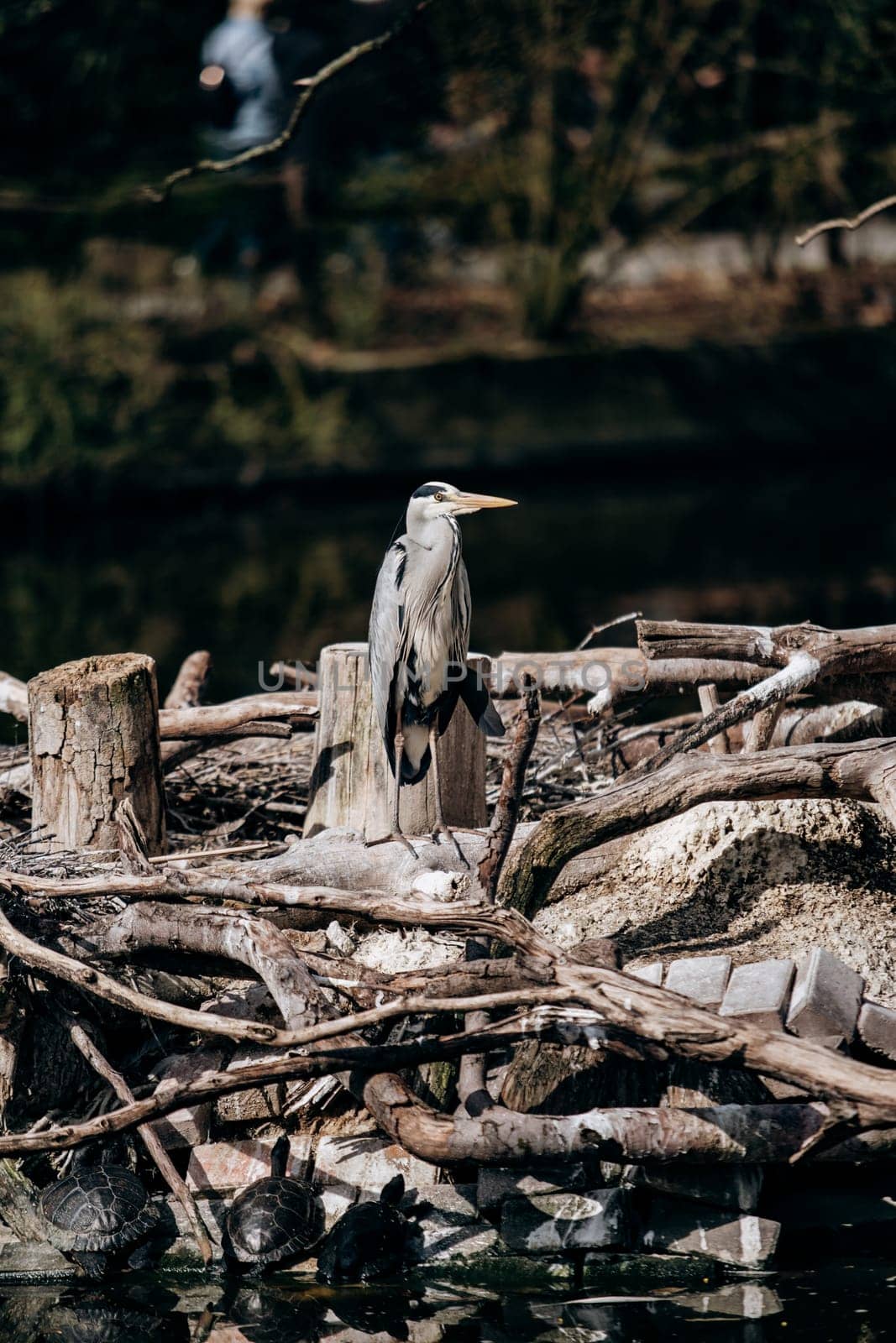 Grey heron looks forward staying on the dry branch