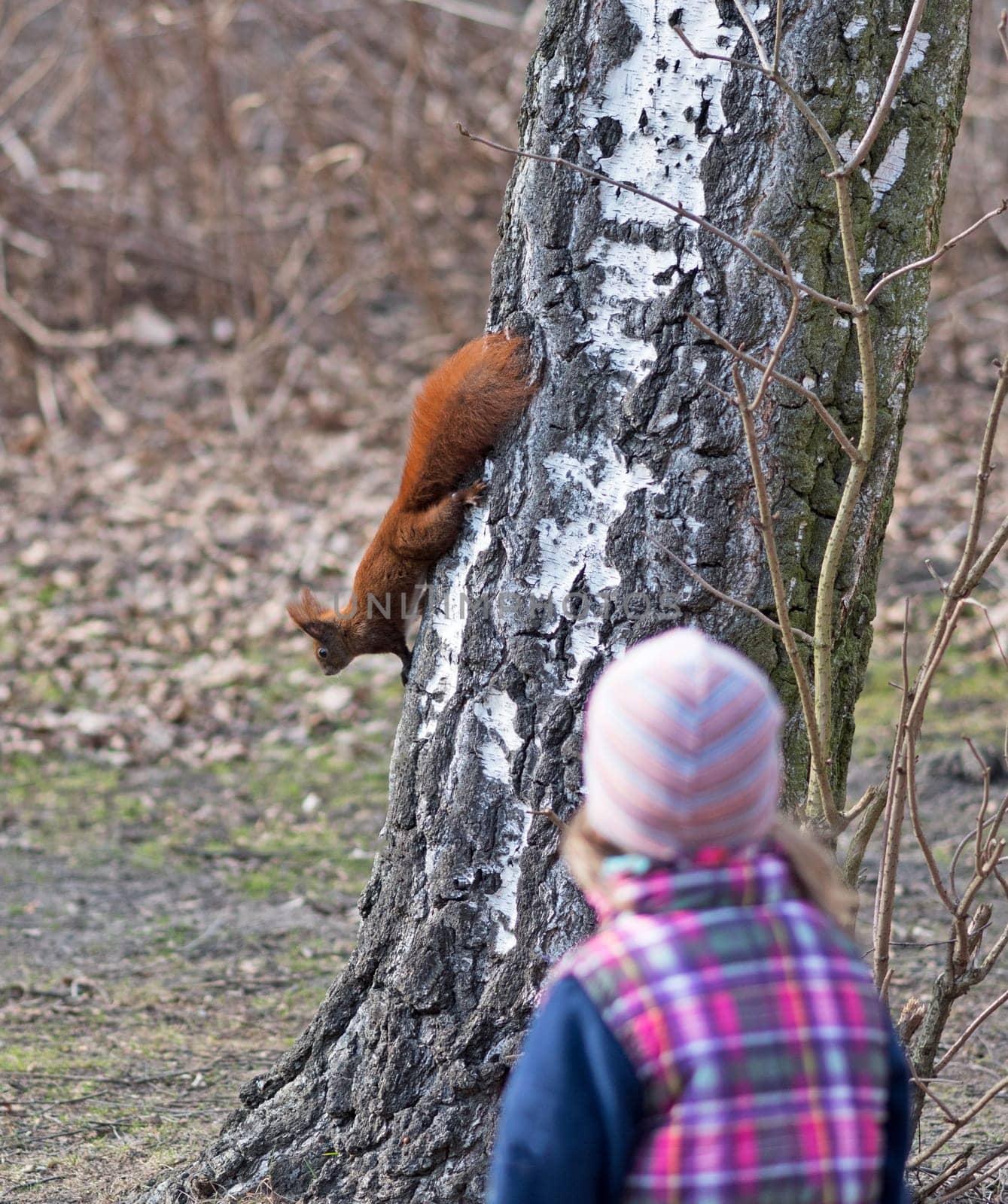 Child watches squirrel