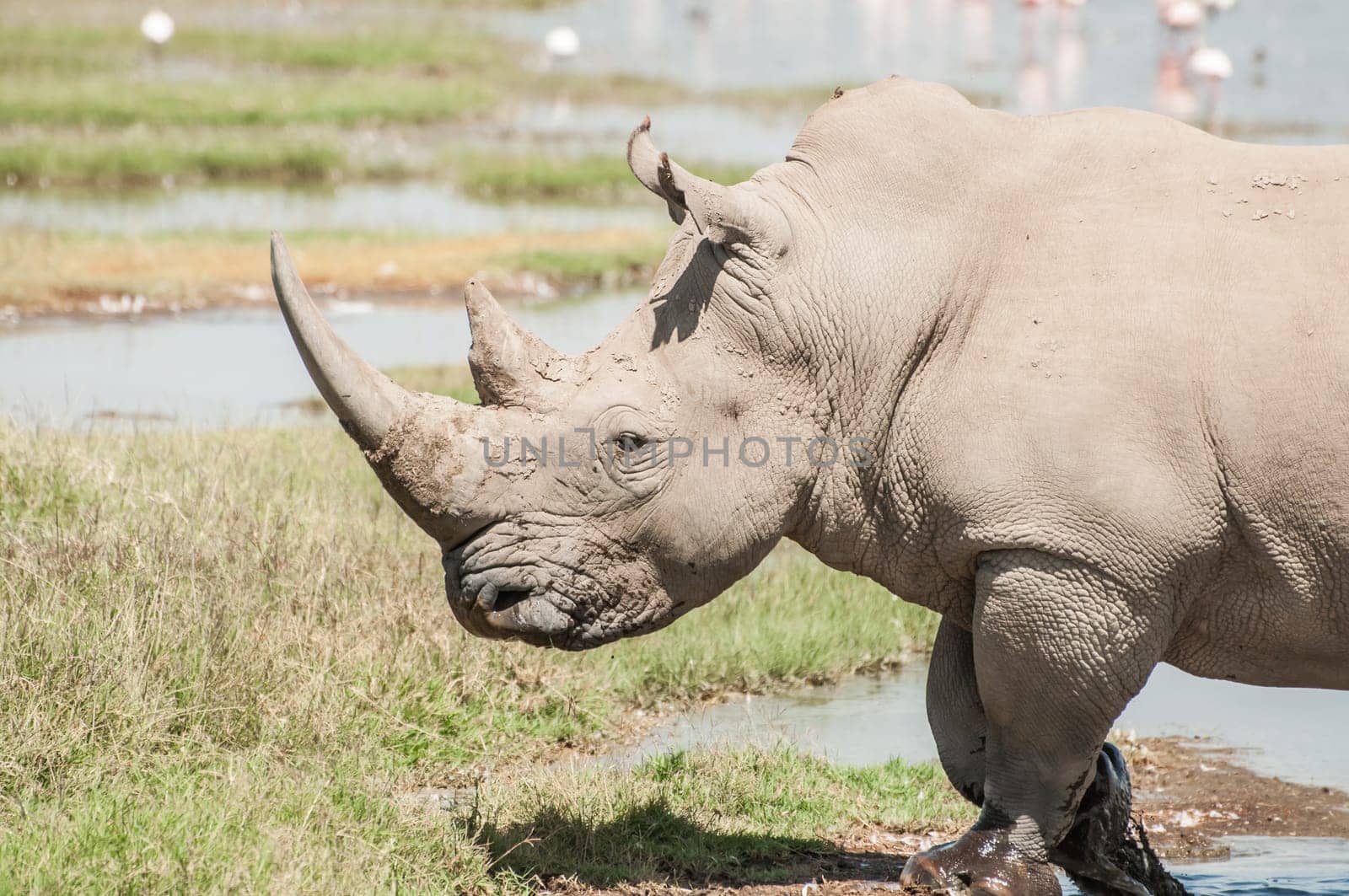 A white rhinoceros walks through the shallow waters of the edge of lake Nakuru in Kenya. The huge horn on her nose is clearly vissible.