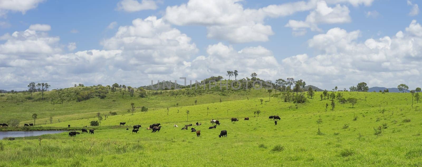 Australian Agriculture Beef Cattle Farming in Queensland with lush green pasture after good rain