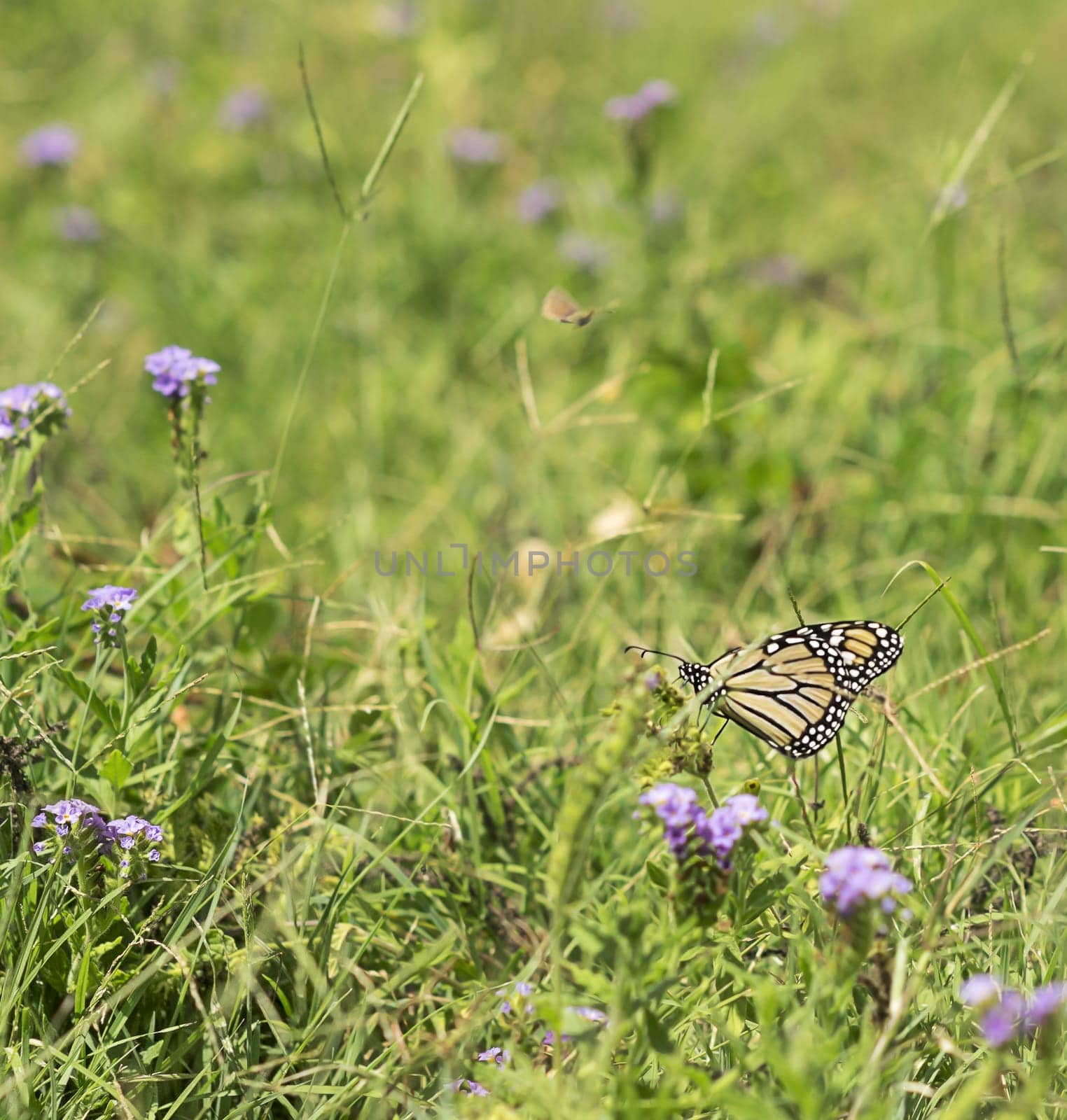 Green grass summer background with butterfly and australian purple wild flowers