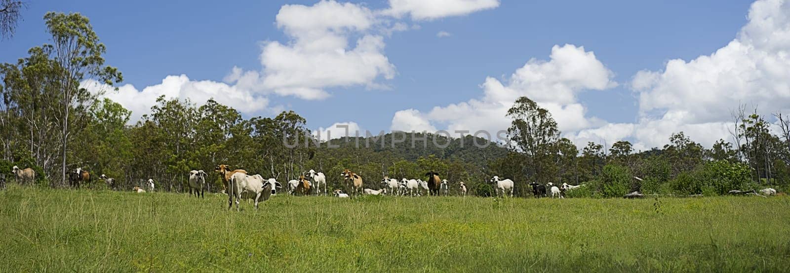 Australian cattle ranch panoramic country scene with herd of cows in green grass pasture