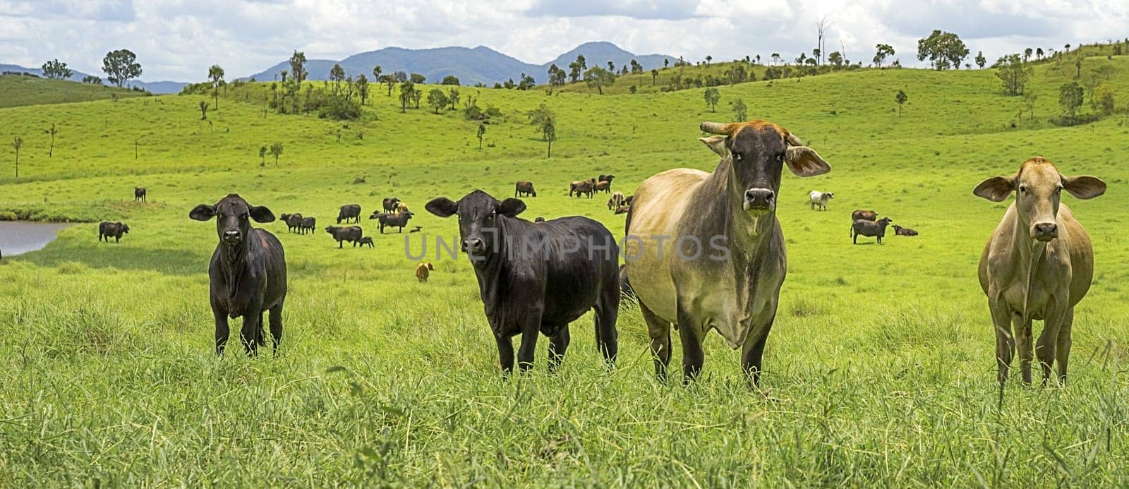 Panorama landscape, Australian Agriculture Beef Cattle Farming in Queensland with lush green pasture after good rain