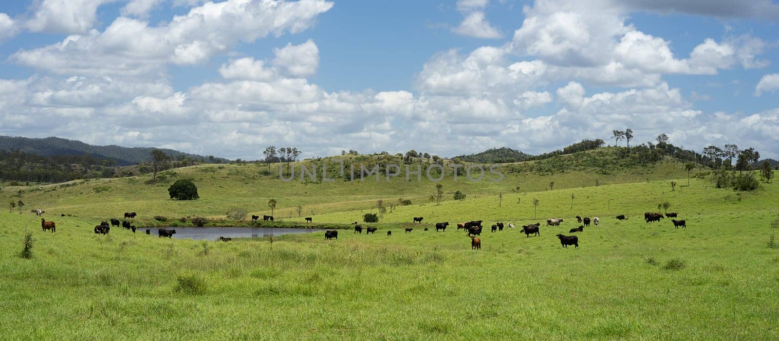 Queensland Rural Scene with herd of beef cattle on a country ranch with cloudy summer sky